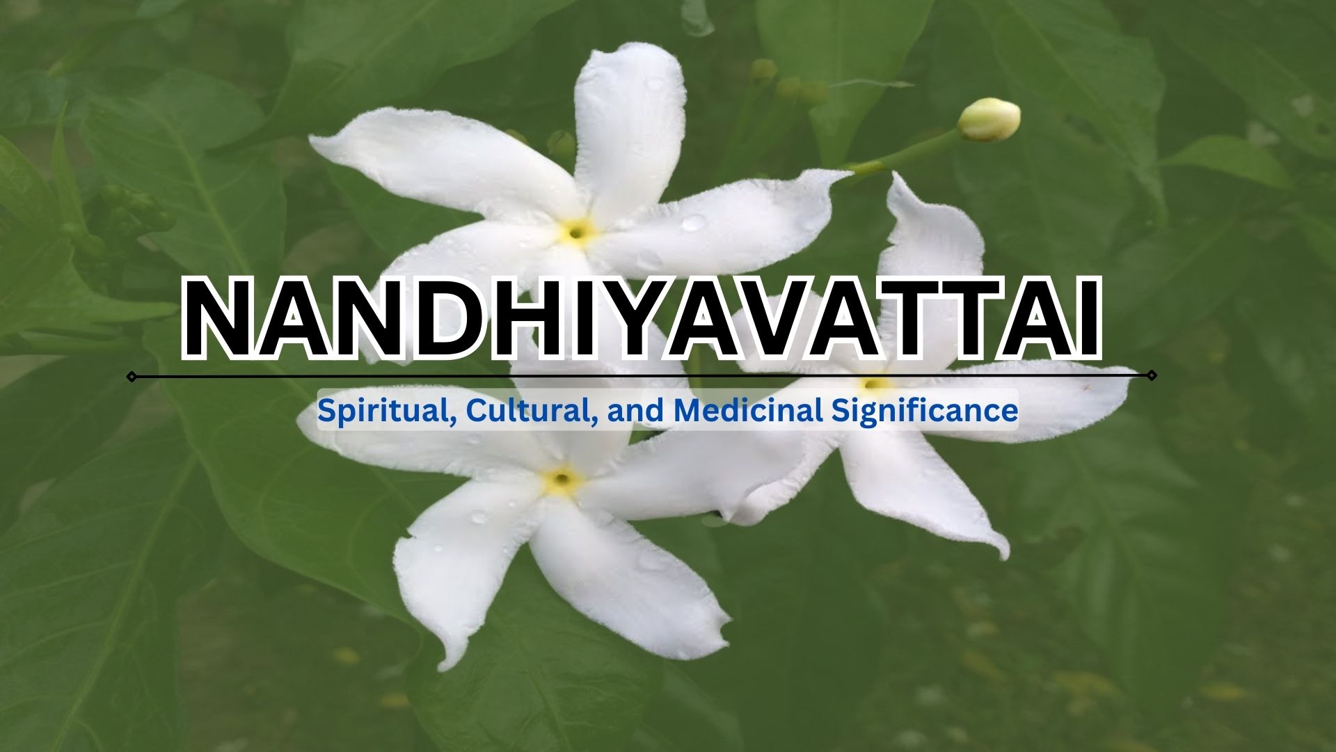 Nandhiyavattai (Chandni) Flower : Spiritual, Cultural, and Medicinal Significance