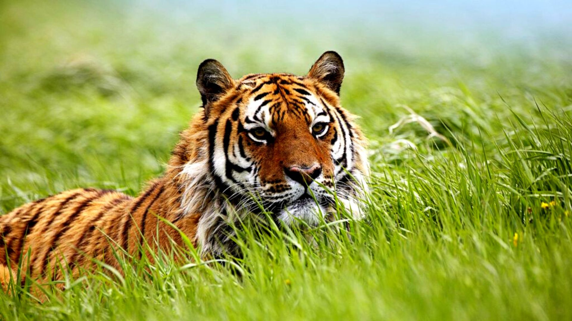 India - The Global Leader of Tiger Conservation.