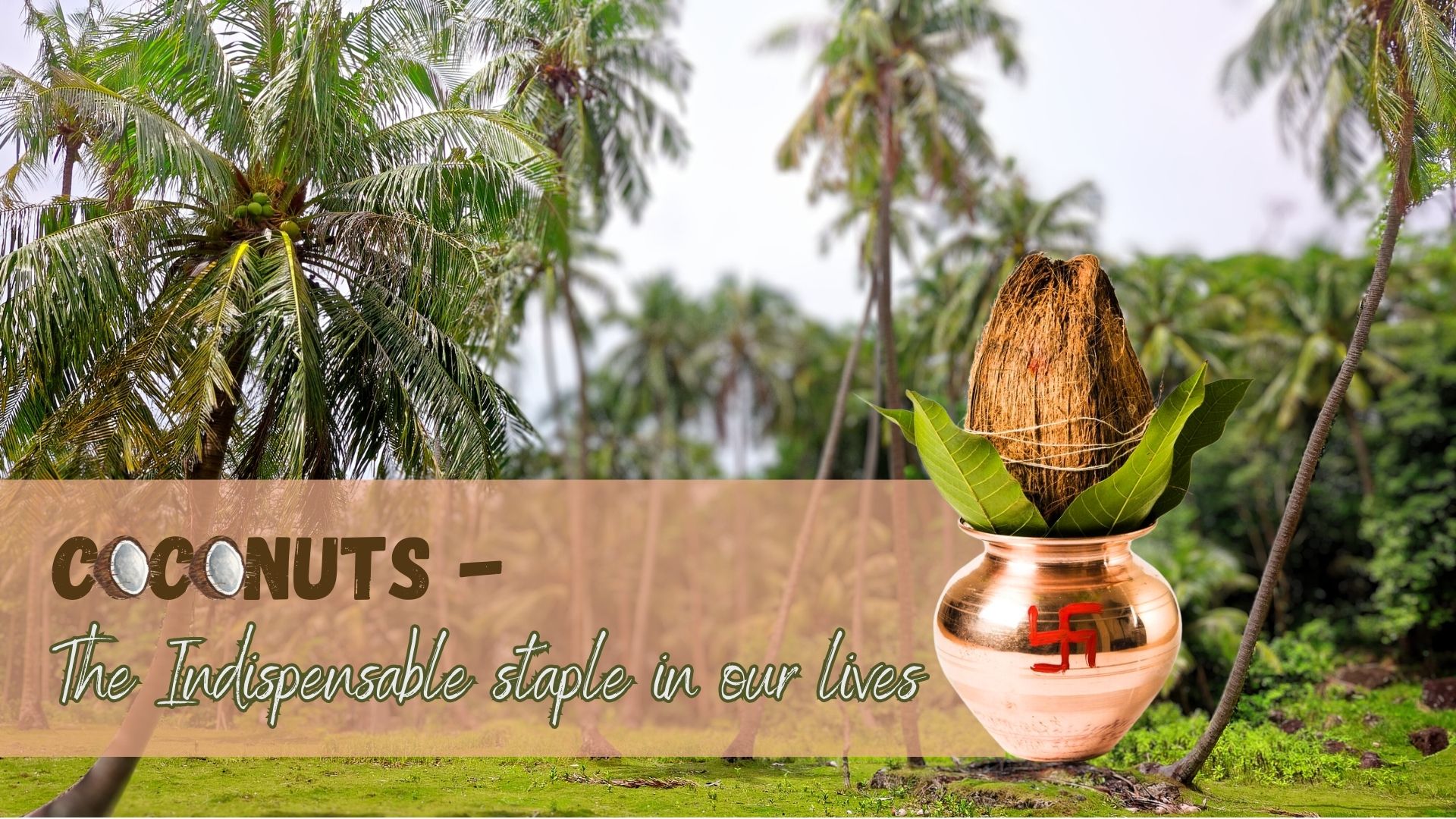 Coconuts - The Indispensable staple in our lives