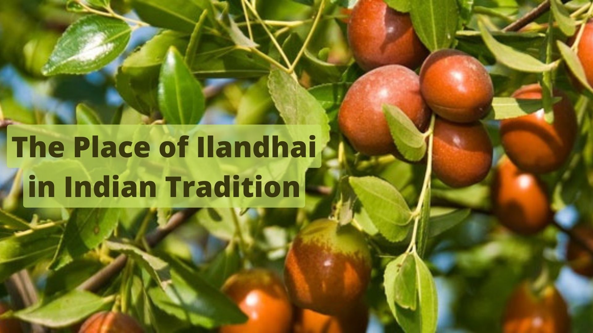 The Place of Ilandhai in Indian Tradition